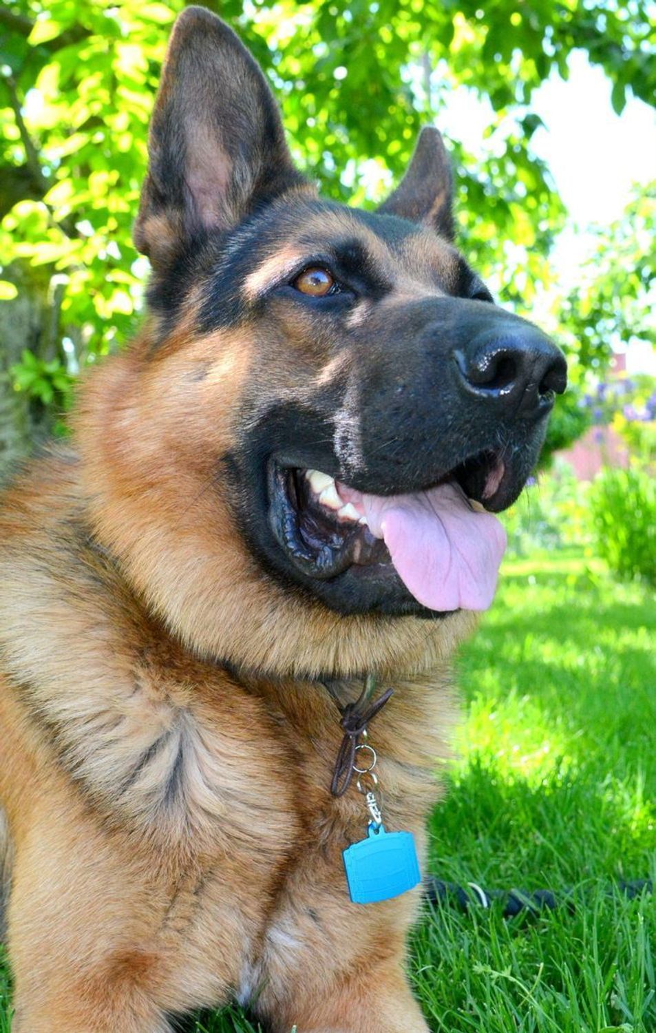 Blaszka dla pupila niebieska metryczka 4,8 cm z miejscem na grawer.Beczka blue XL  Blaszka w formie adresówki, identyfikatora dla psa. Blaszka z miejscem na grawer. Na adresówce możemy wygrawerować np. imię psa i nr telefonu d.jpg